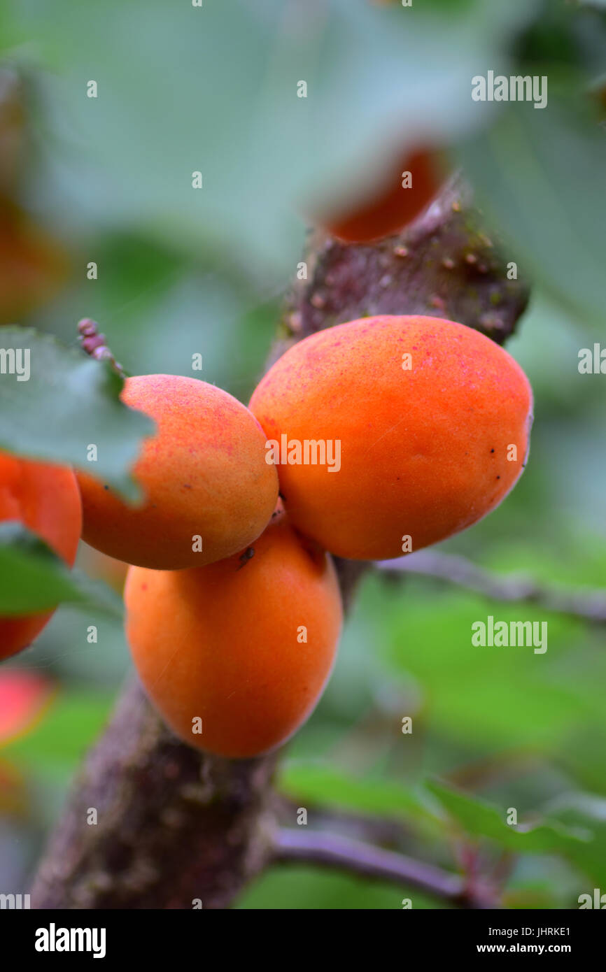 Les abricots sur arbre dans le Jardin Anglais Banque D'Images