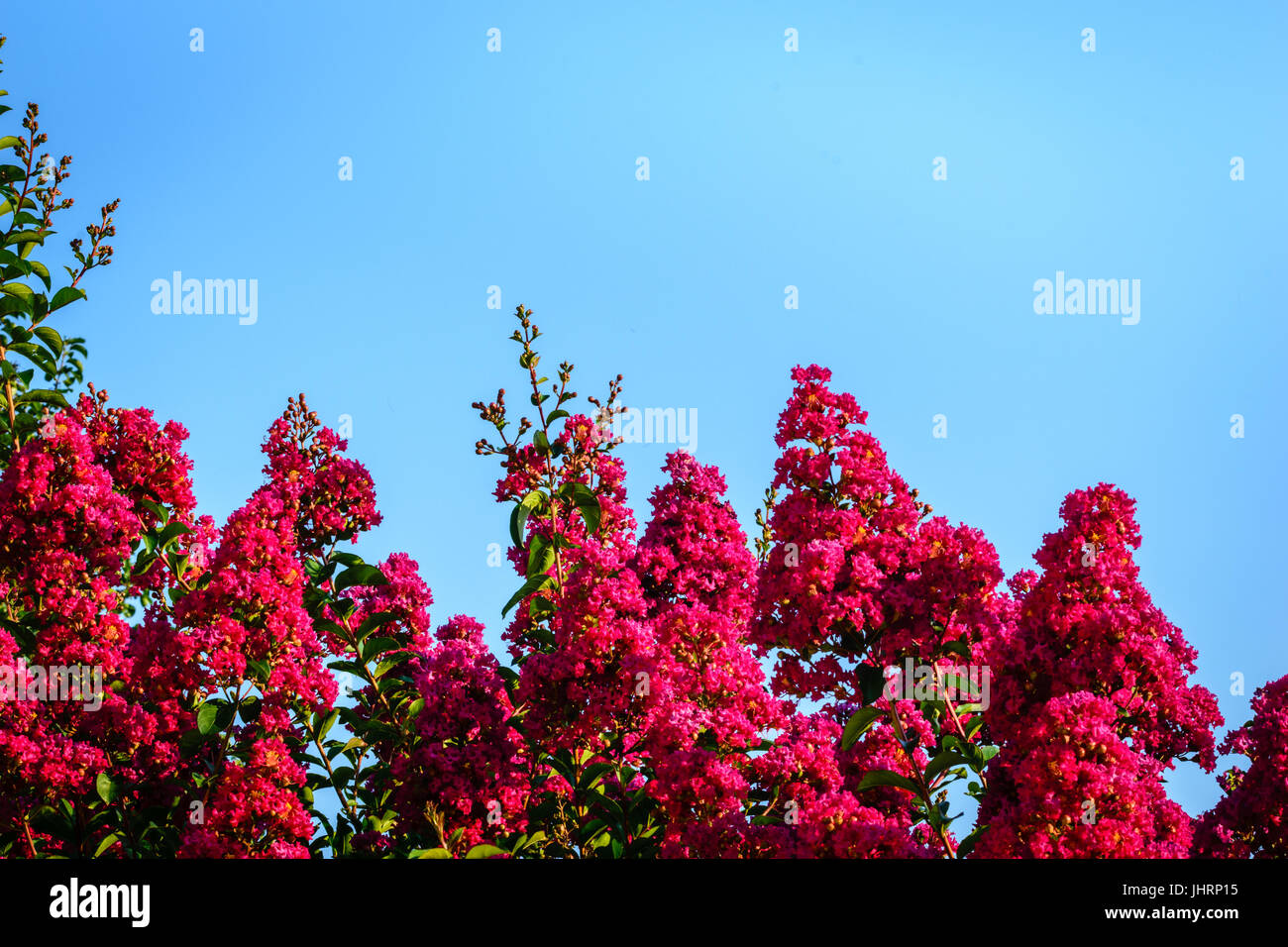 Crape Myrtle background rose Banque D'Images