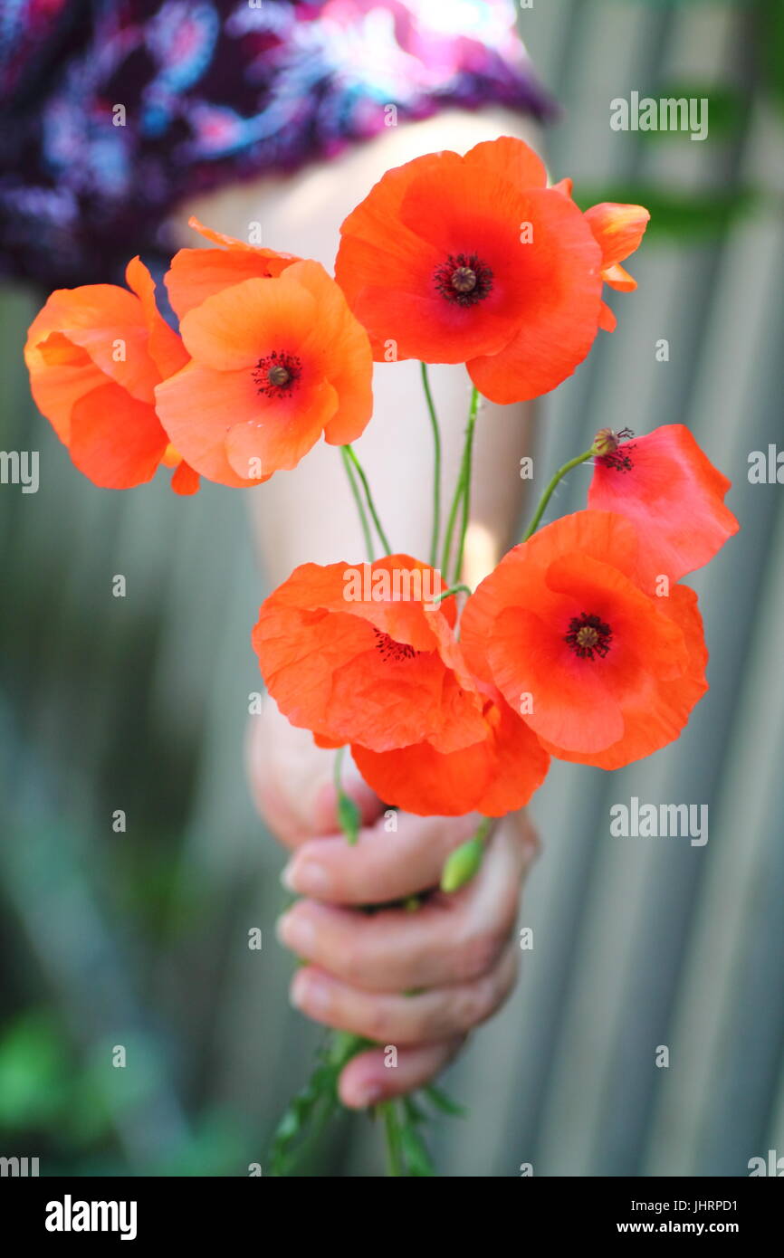 Femme hand holding bouquet de coquelicots rouge écarlate fragile sur fond de discussion peu profondes naturelles. allemand pâturage. Banque D'Images Femme hand holding bouquet de coquelicots rouge écarlate fragile sur fond de discussion peu profondes naturelles. allemand pâturage. Banque D'Images