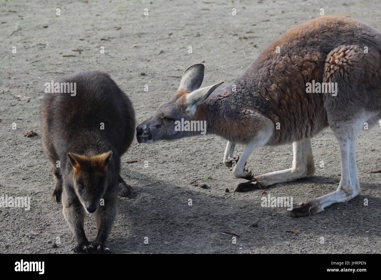 Les Wallabies (Wallabia bicolor) Banque D'Images