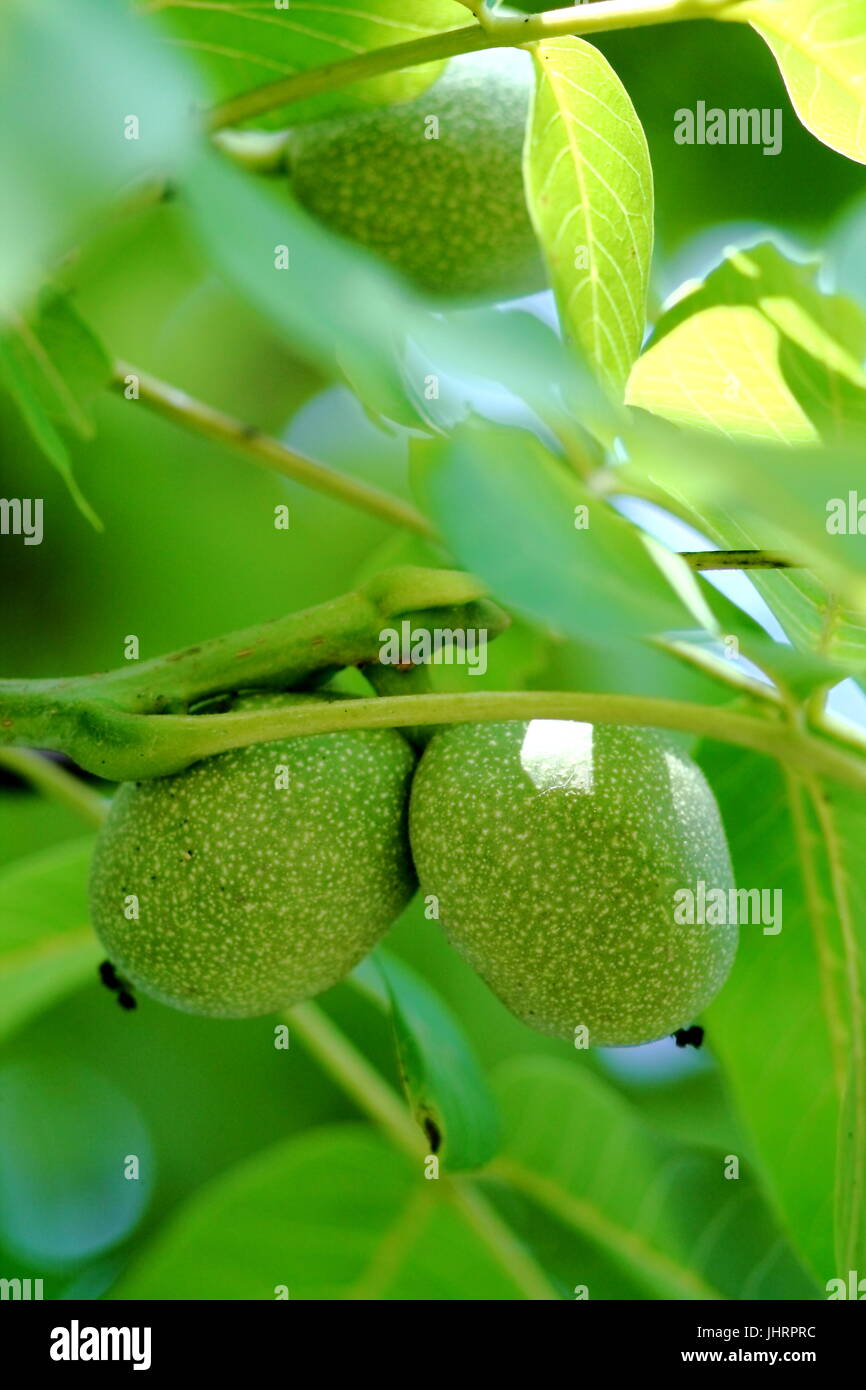 Cerneaux de noix verte accroché sur une branche en allemand jardin d'été. Banque D'Images