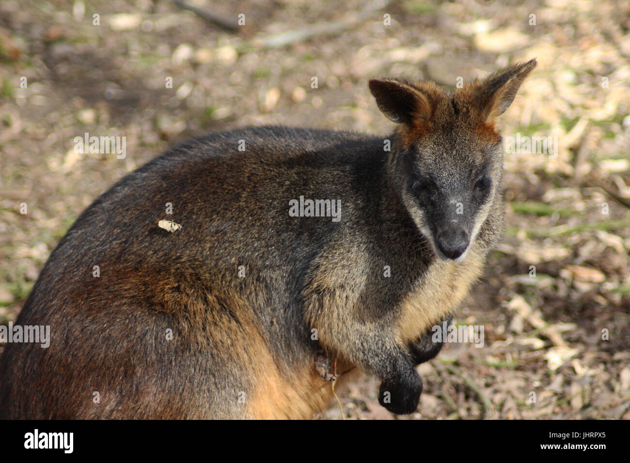 Les Wallabies (Wallabia bicolor) Banque D'Images