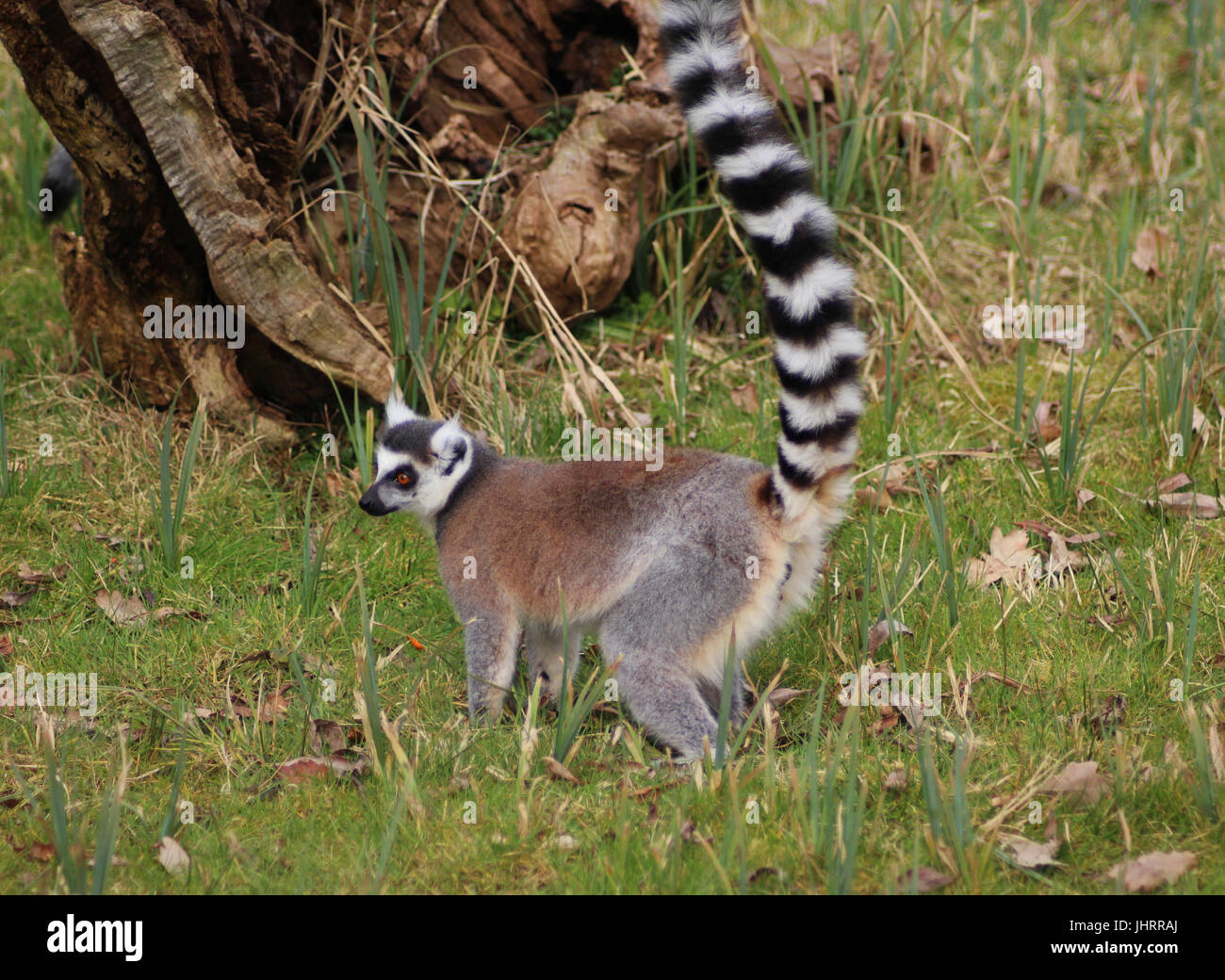 Le ring-tailed lemur (Lemur catta) Banque D'Images