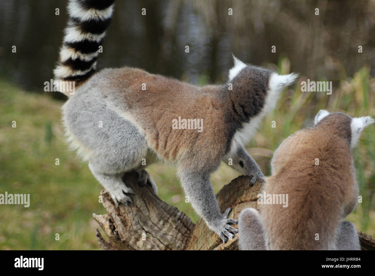 Le ring-tailed lemur (Lemur catta) Banque D'Images