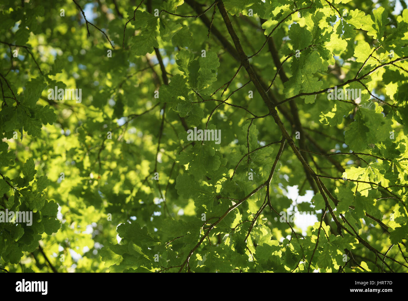 Feuilles de chêne vert sur fond de ciel bleu en journée ensoleillée Banque D'Images