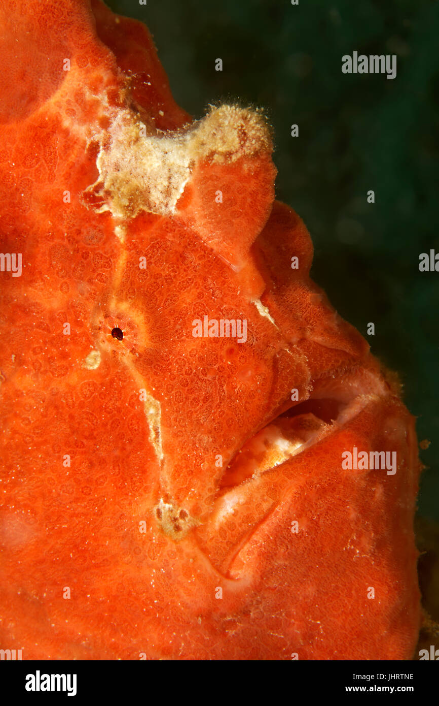 Poisson grenouille de Commerson (Antennarius pictus, Antennarius commersoni), rouge, portrait, Palawan, Mimaropa Sulu, lac, océan Pacifique Banque D'Images