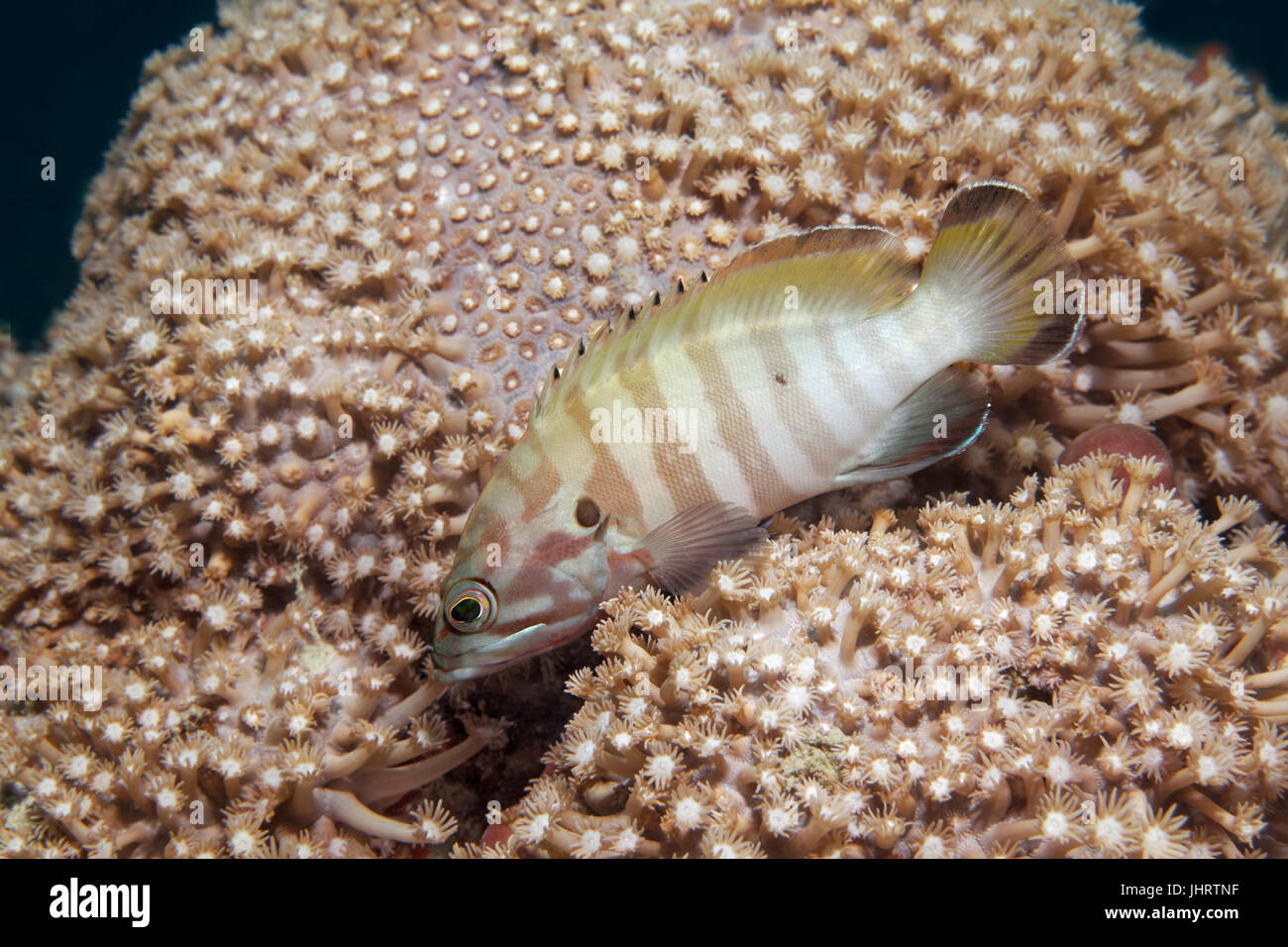 Coralcod boenak Bluelined (Cephalopholis) Nager plus de coraux durs (Goniopora pearsoni) avec active de polypes, Palawan, Mimaropa Banque D'Images