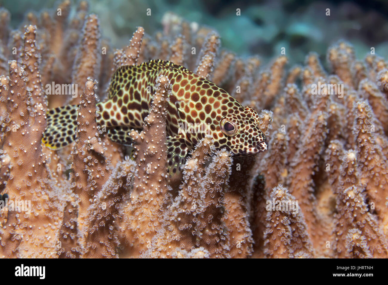 Honeycomb (Epinephelus merra), reposant sur la main du diable coraux (Lobophytum compactum), Palawan, Mimaropa, Sulu Lake Banque D'Images