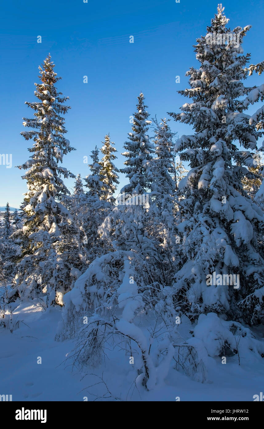 Belle forêt d'hiver avec de la Neige et ciel bleu arbres recroquevillés Banque D'Images