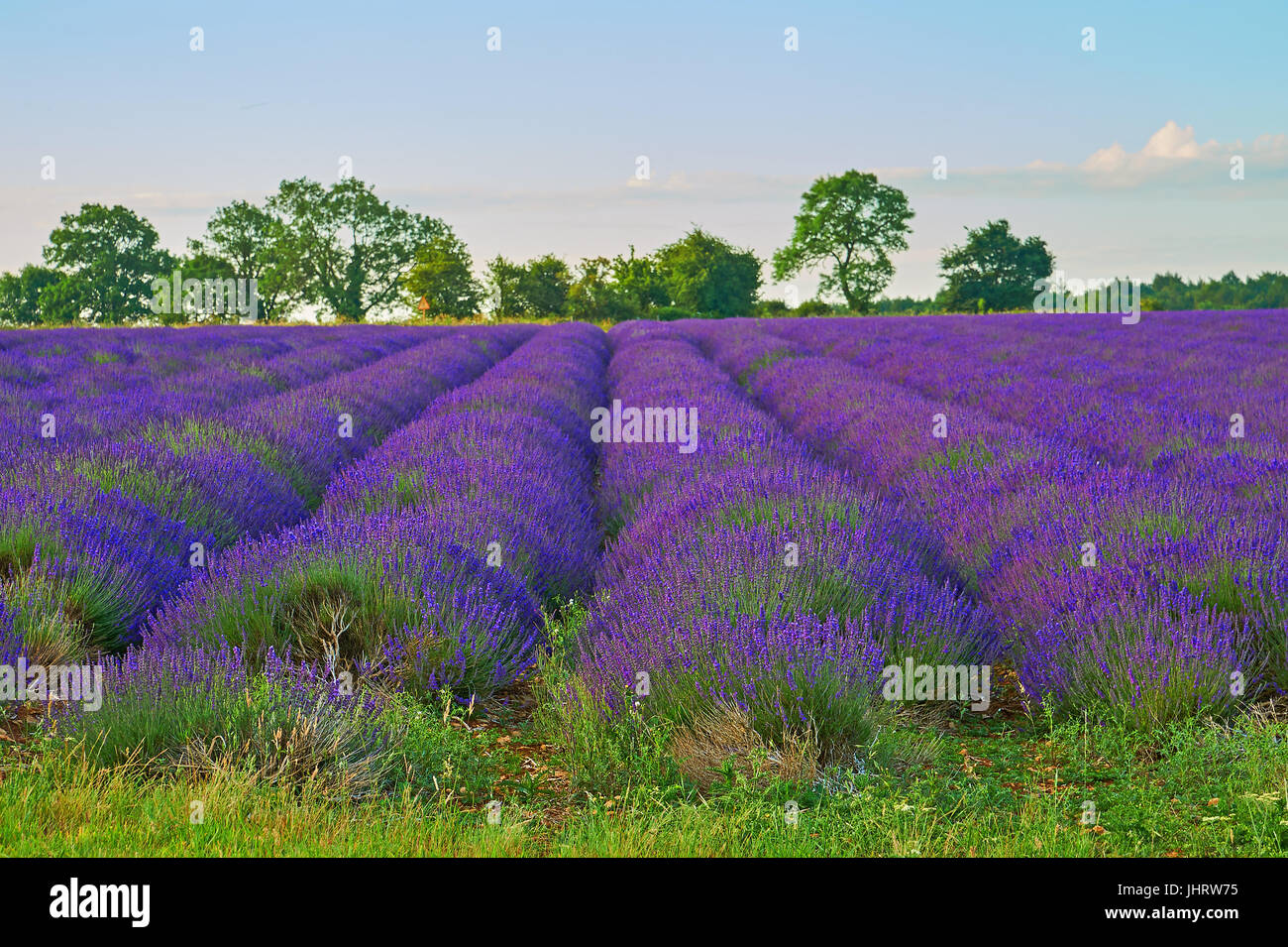 Champ de lavande dans les Cotswolds, en Angleterre, près du village de Snowshill, Gloucestershire Banque D'Images