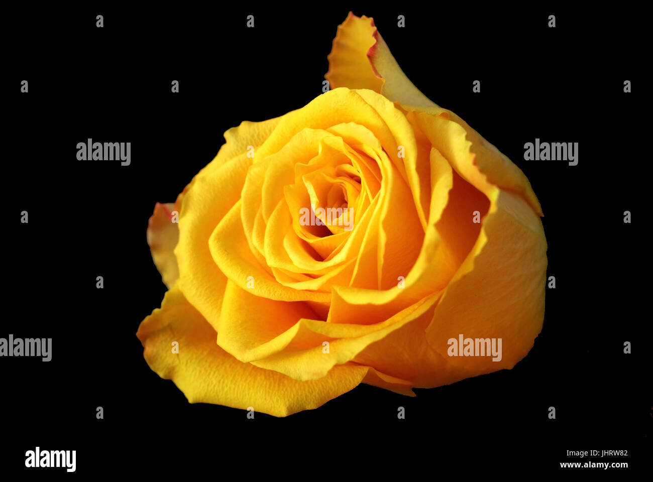 Fleur unique d'une rose jaune, Einzelne Bluete einer gelben Rose Banque D'Images