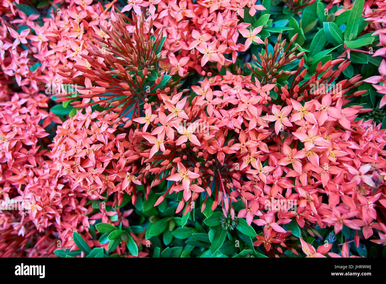 Fleurs incroyable dans la nature au Vietnam. Banque D'Images