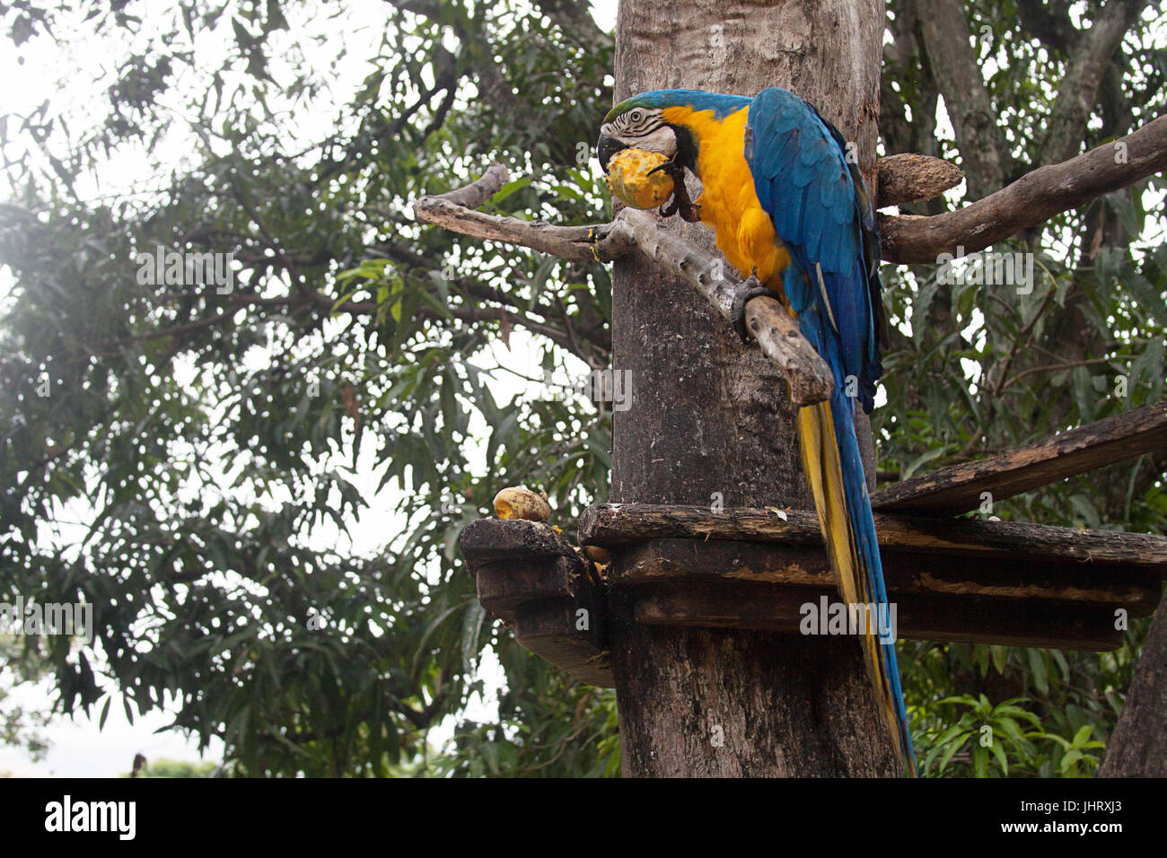 Ara bleu et or ou Bleu et Jaune Macaw eating mango à Caracas, Venezuela Banque D'Images