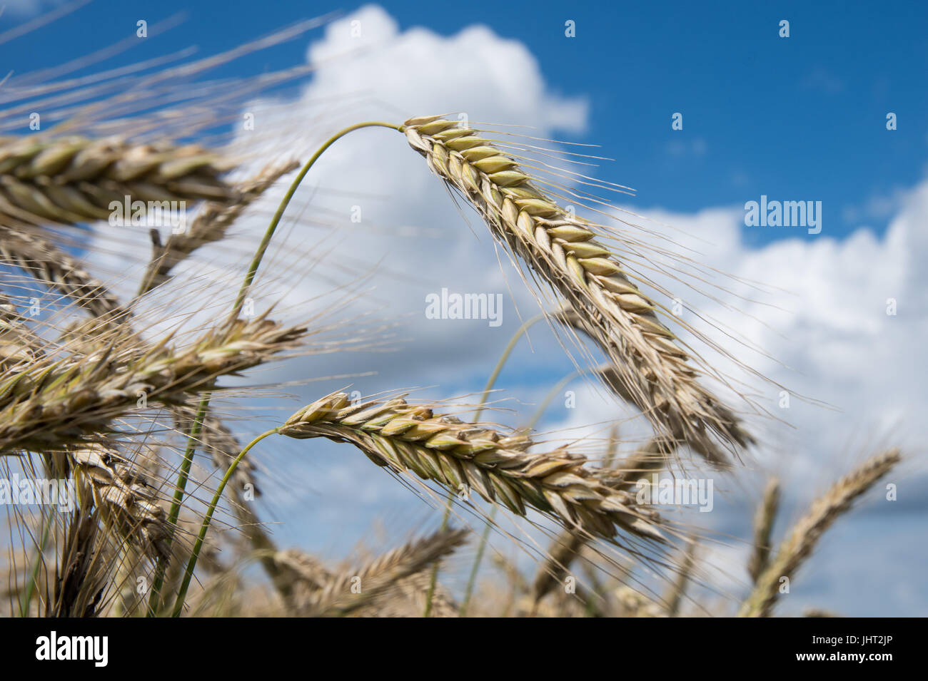 Harpstedt, Allemagne. 15 juillet, 2017. Les épis de blé presque mûr peut être vu sur un champ près de Harpstedt, Allemagne, 15 juillet 2017. Blanc-bleu ciel est visible au-dessus du champ de blé. Photo : Ingo Wagner/dpa/Alamy Live News Banque D'Images