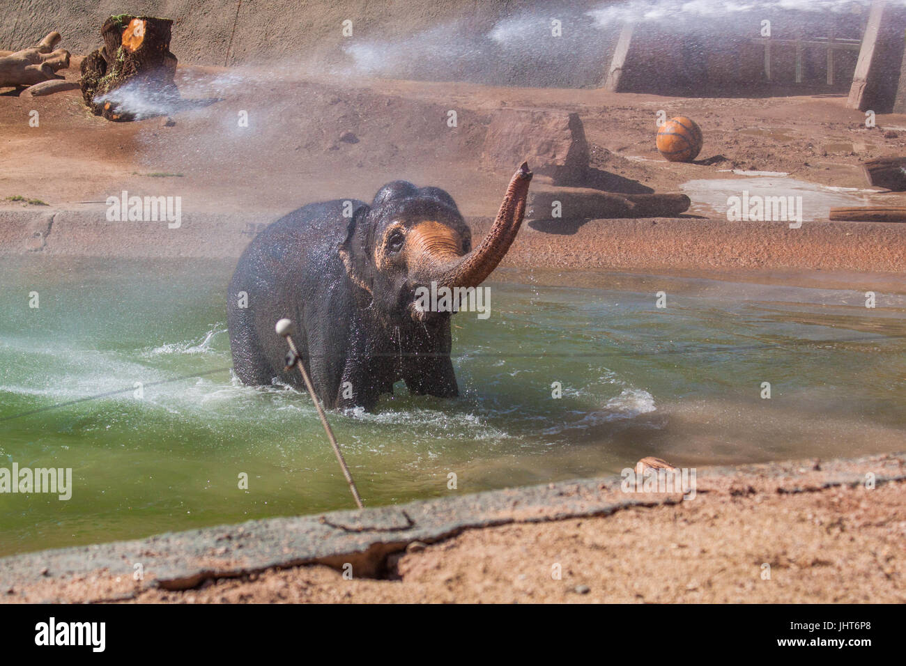 Phoenix, USA, 15 juillet 2017, l'éléphant a la sortie de la piscine avec douche à l'éléphant tronc pendant l'hiver en juillet, dans le Zoo de Phoenix. Credit : Michelle Jones - Arizona/Alamy Live News. Banque D'Images