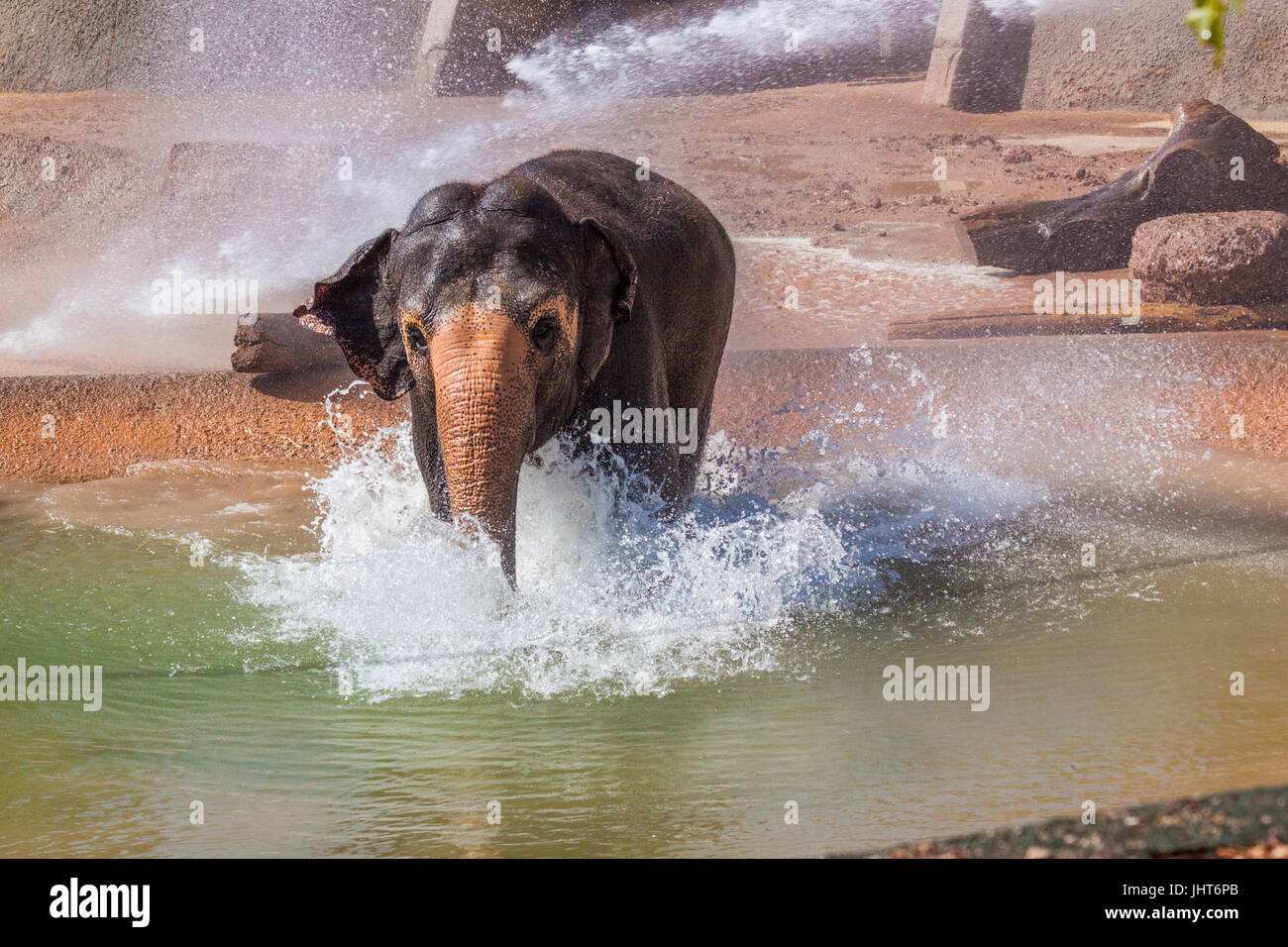 Phoenix, USA, 15 juillet 2017, l'éléphant dans la piscine pendant l'hiver à douche de l'éléphant en juillet au Zoo de Phoenix. Credit : Michelle Jones - Arizona/Alamy Live News. Banque D'Images