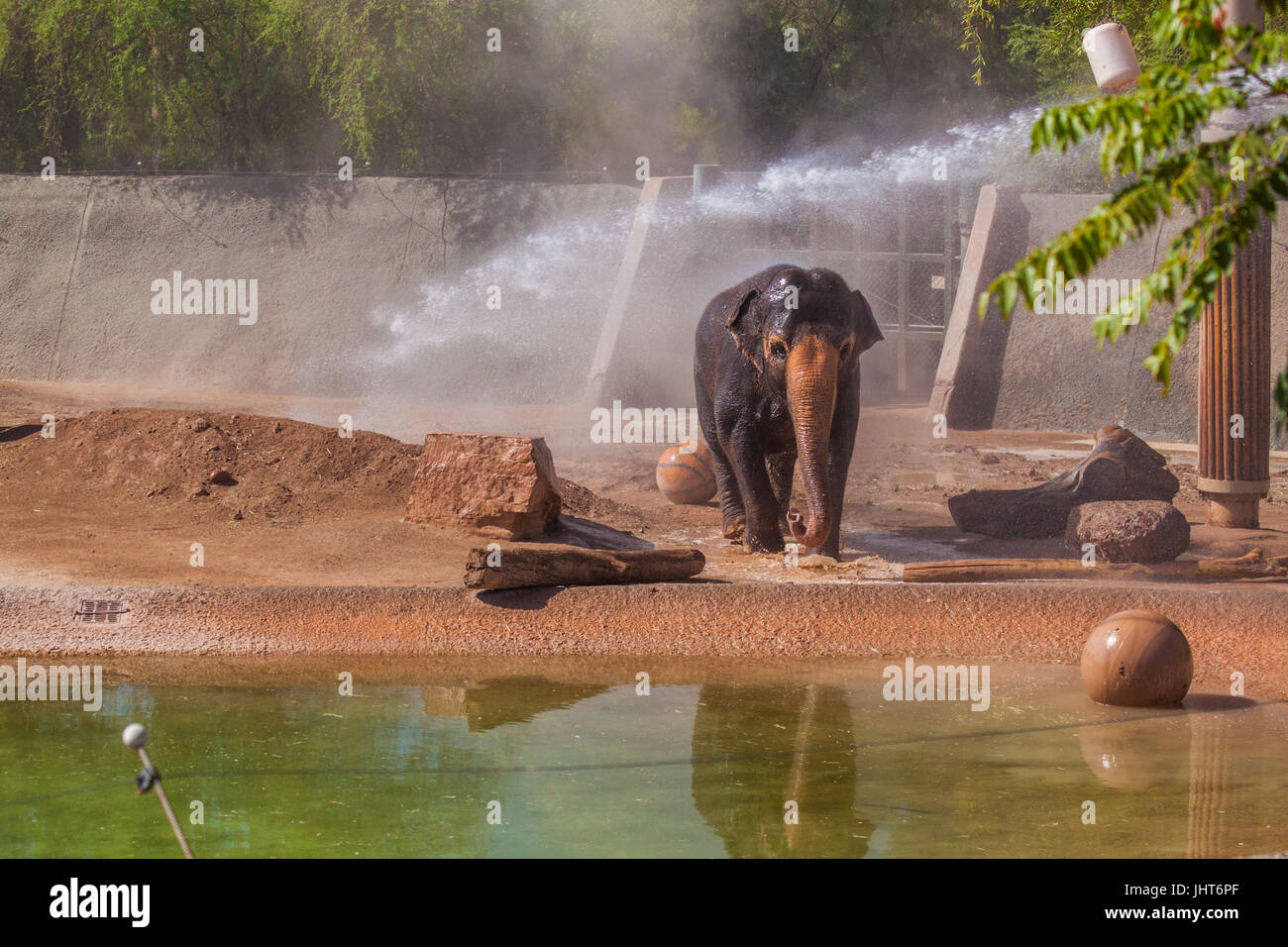 Phoenix, USA, 15 juillet 2017, l'éléphant en marche vers la piscine avec le tronc de l'éléphant au cours de l'hiver à douche en juillet au Zoo de Phoenix. Credit : Michelle Jones - Arizona/Alamy Live News. Banque D'Images