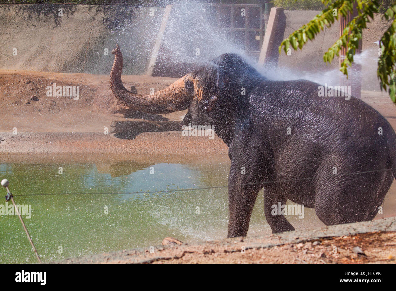 Phoenix, USA, 15 juillet 2017, l'éléphant debout à la fin de la piscine avec douche à l'éléphant tronc pendant l'hiver en juillet, dans le Zoo de Phoenix. Credit : Michelle Jones - Arizona/Alamy Live News. Banque D'Images