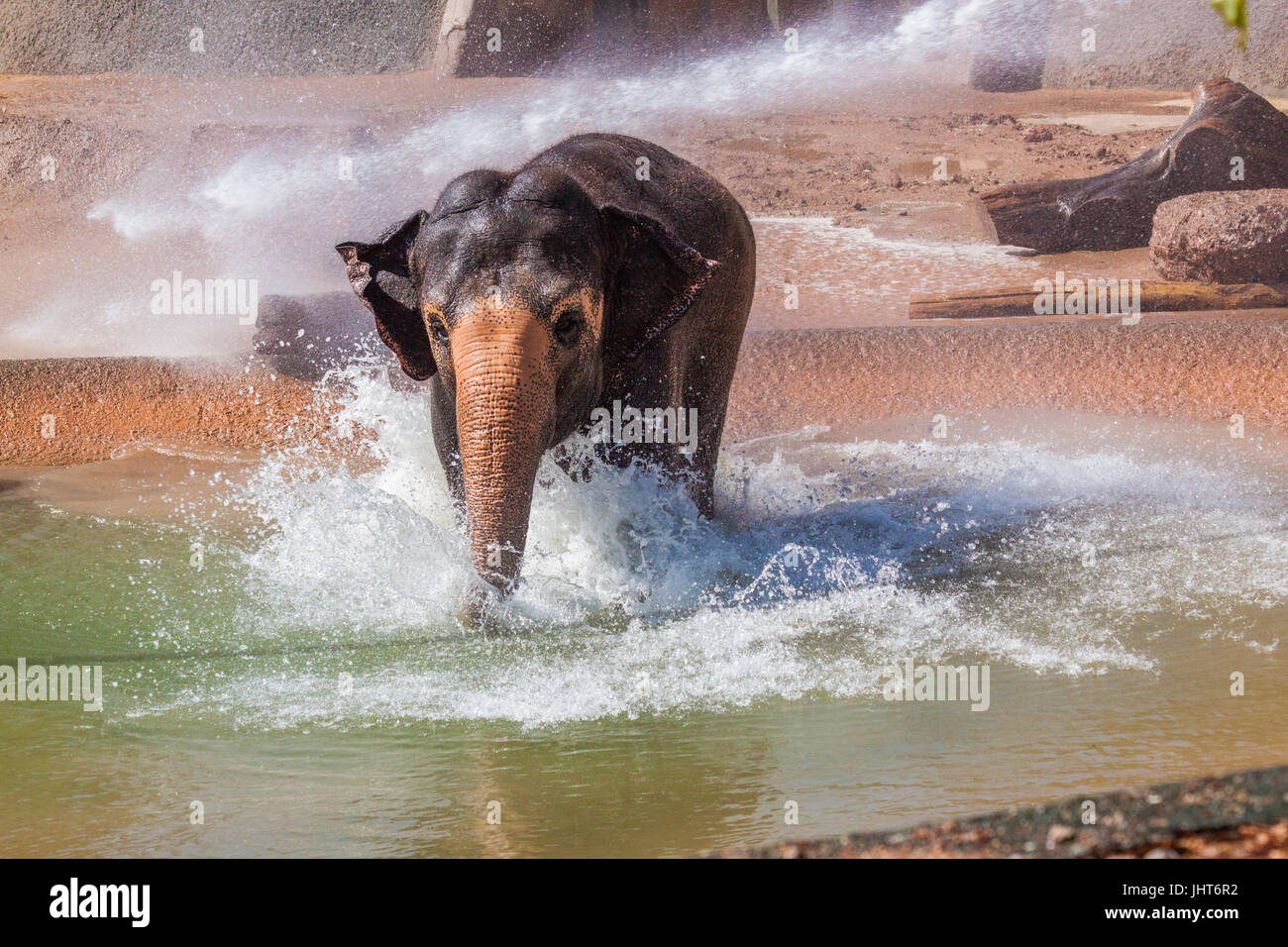 Phoenix, USA, 15 juillet 2017, l'éléphant d'entrer dans la piscine pendant l'hiver à douche de l'éléphant en juillet au Zoo de Phoenix. Credit : Michelle Jones - Arizona/Alamy Live News. Banque D'Images