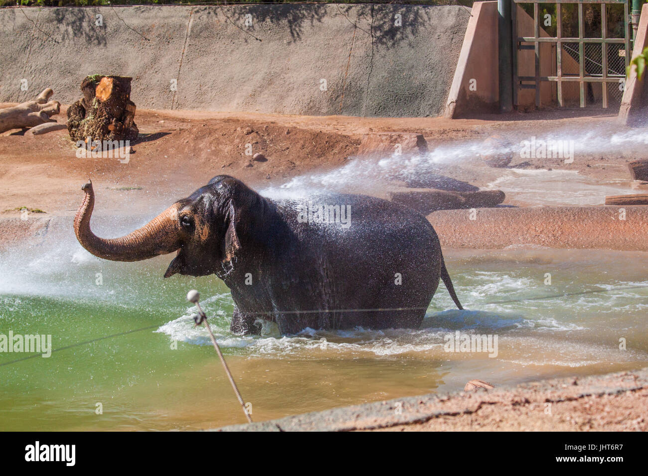 Phoenix, USA, 15 juillet 2017, l'éléphant dans la piscine avec douche à l'éléphant tronc pendant l'hiver en juillet, dans le Zoo de Phoenix. Credit : Michelle Jones - Arizona/Alamy Live News. Banque D'Images