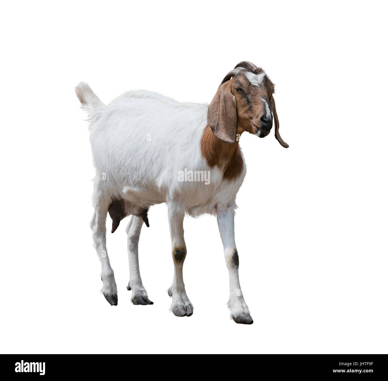 La chèvre Boer isolé sur fond blanc Banque D'Images