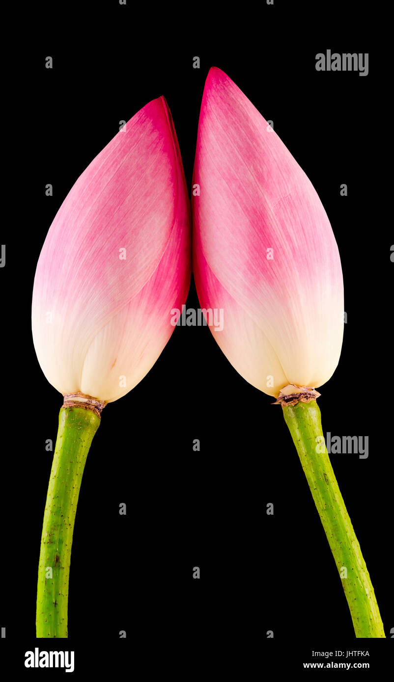 Fleurs De Lotus Rose Water Lily Bud Close Up Fond Noir