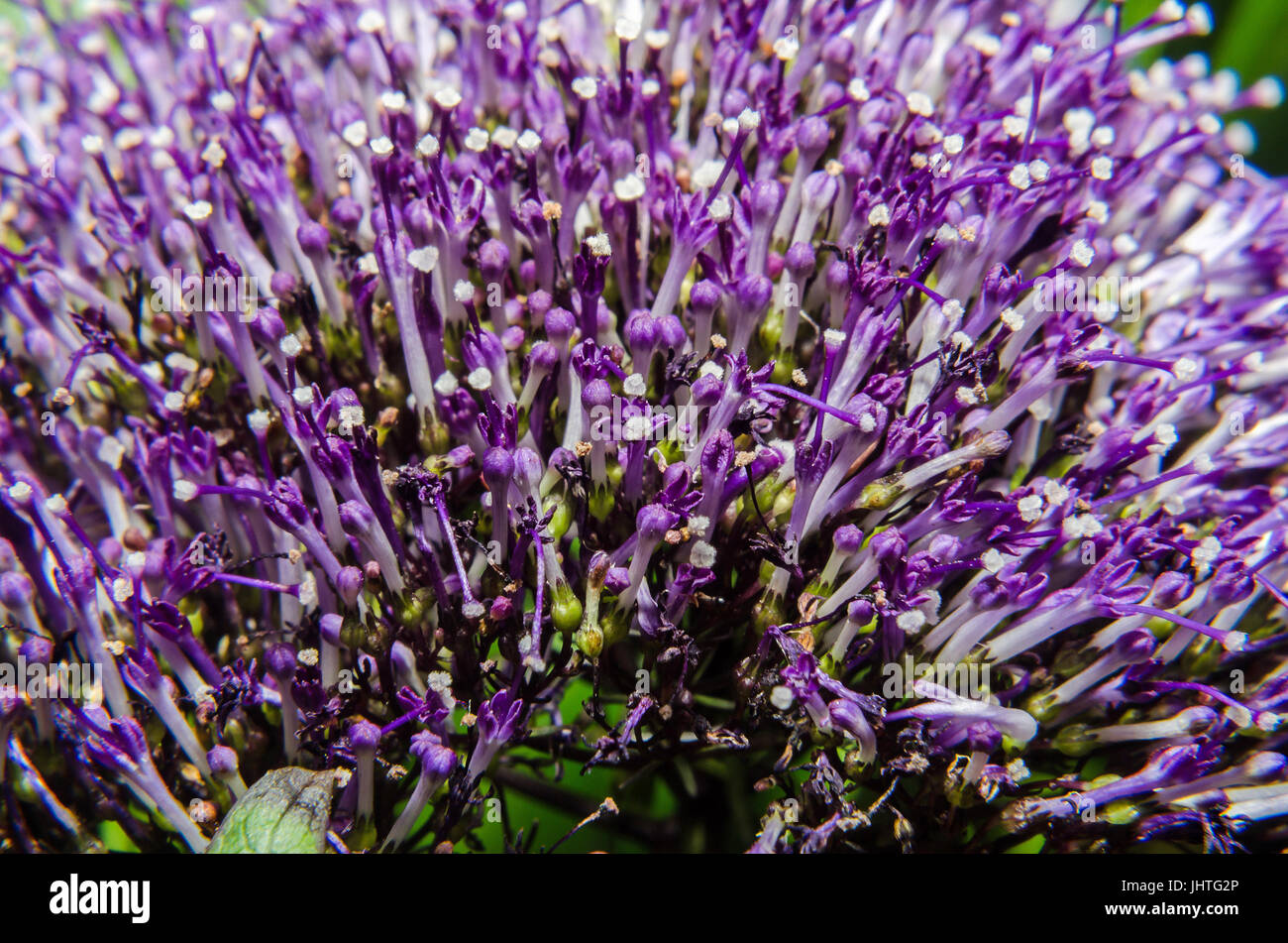Caryopteris clandonensis Violet fleur, 'Heavenly Blue', fleurs bleu profond niché Banque D'Images