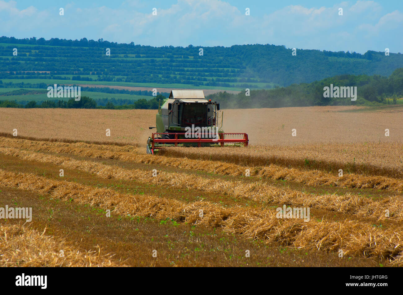 Travail de la moissonneuse-batteuse sur le grand champ de blé Banque D'Images