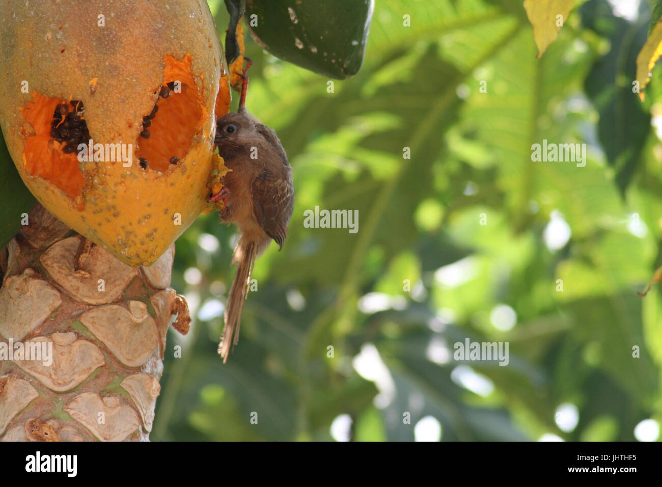 L'alimentation des oiseaux mango Banque D'Images