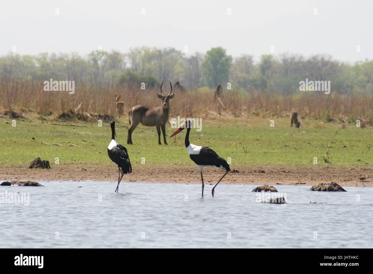 Saddle-billed stork (Ephippiorhynchus senegalensis) Banque D'Images