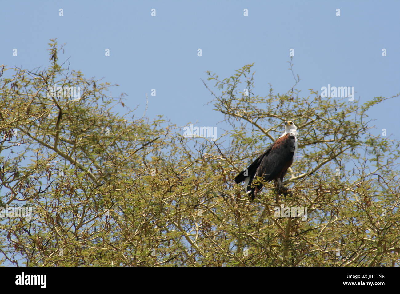 African fish eagle Banque D'Images