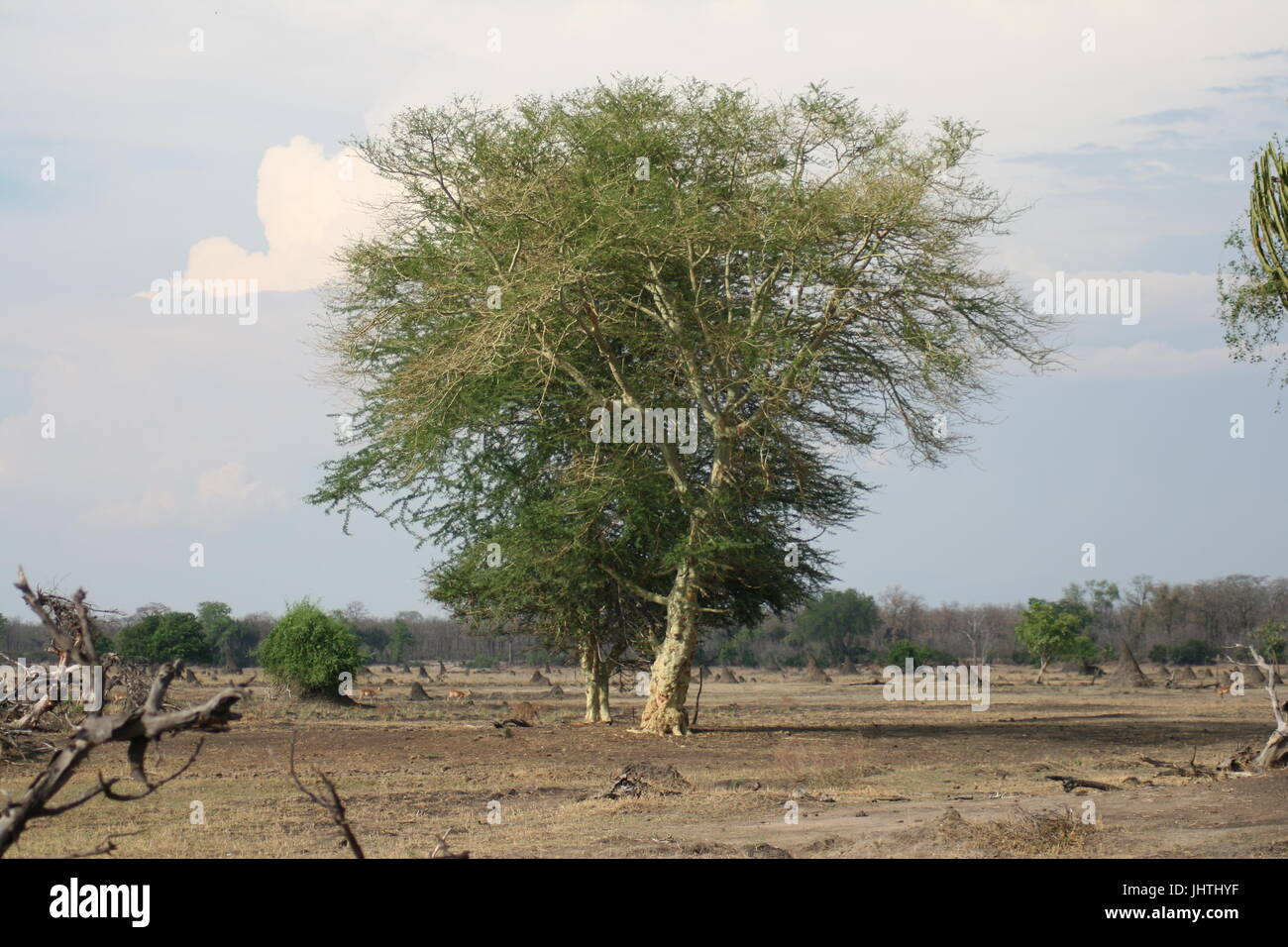 Décor en Malawi Banque D'Images