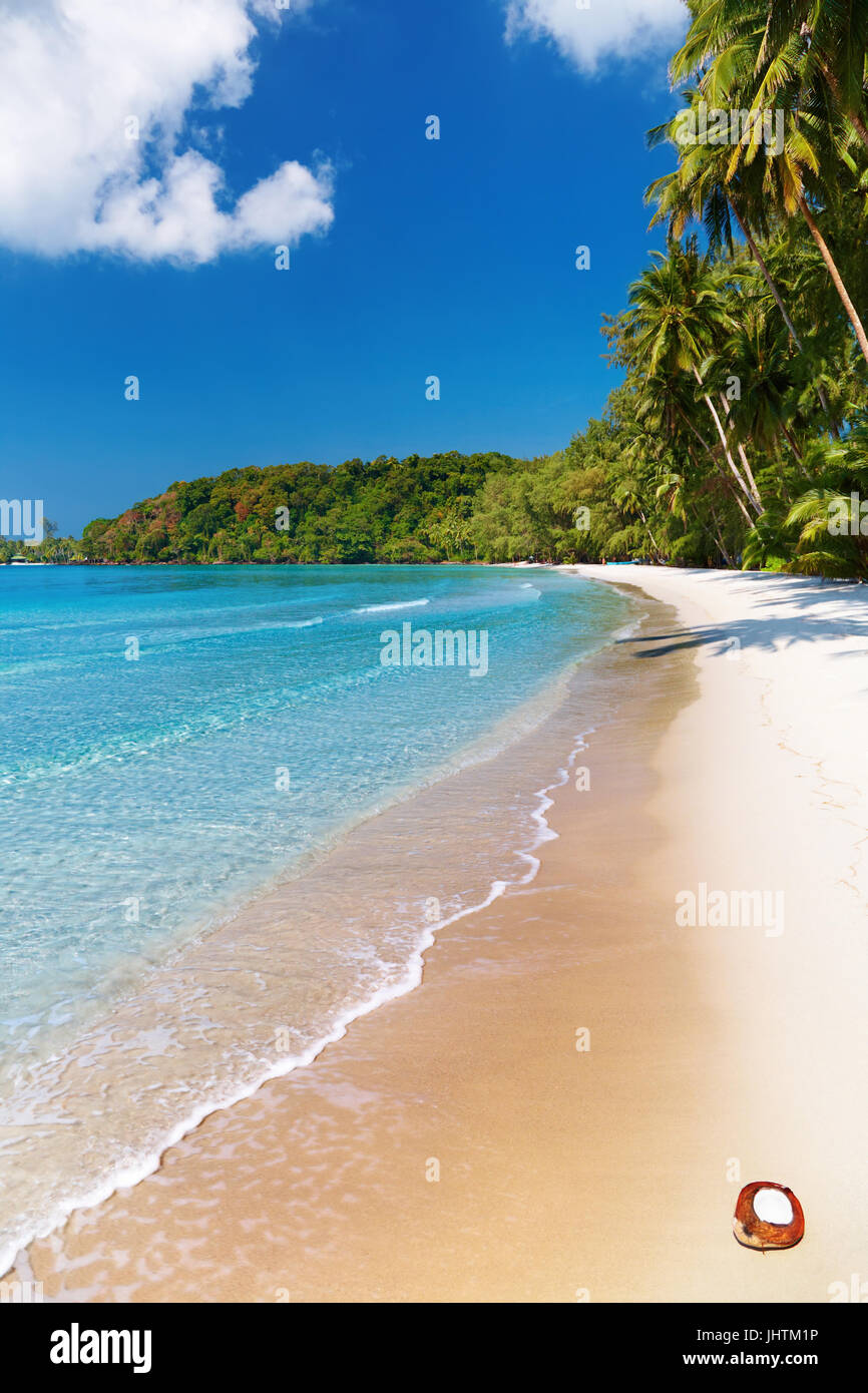 Le cocotier sur la plage, Thaïlande, île Kood Banque D'Images