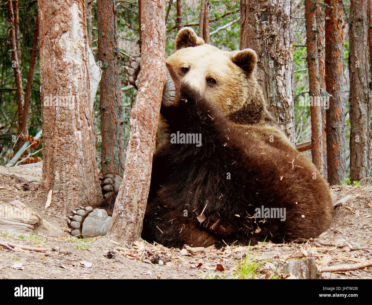 Ours brun couché sous les pins dans la montagne de Rila, Bulgarie Banque D'Images