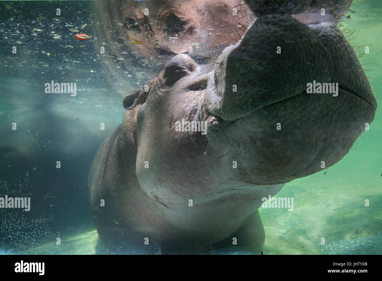 Hippopotamus la vie dans la nature sous l'eau Banque D'Images