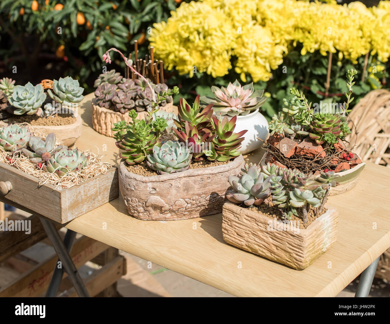 Jardin de plantes succulentes miniatures Banque D'Images