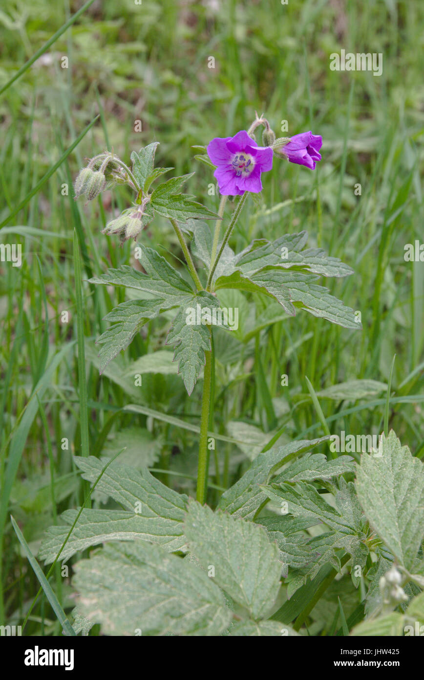 Géranium sanguin (Geranium sylvaticum bois) Banque D'Images