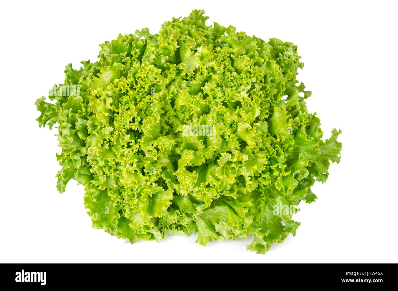 Laitue Lollo Bianco Vue de face sur fond blanc. Lollo Bionda, été une variété de Lactuca sativa. Des feuilles de laitue. Salade verte tête. Banque D'Images