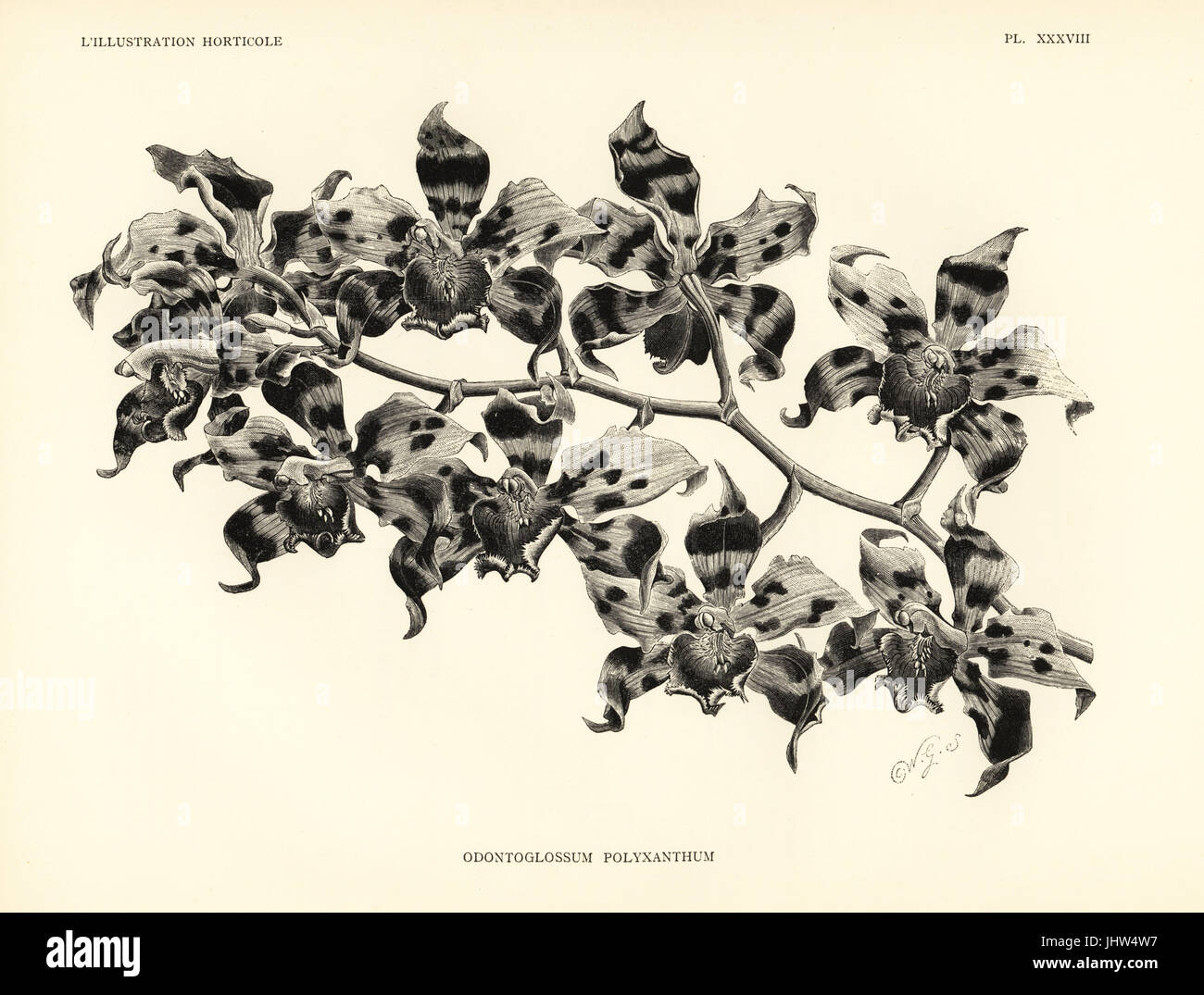 De Kegel odontoglossum Oncidium orchidée, polyxanthum kegeljani (Odontoglossum). Gravure sur bois après une illustration par Worthington G. Smith, de Jean Linden's l'Illustration horticole, Bruxelles, 1888. Banque D'Images