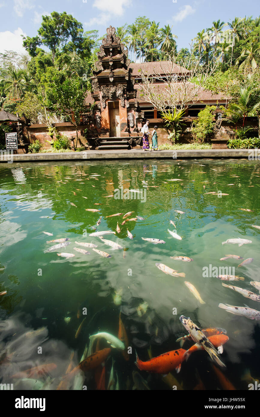 Poissons Koi en piscine à Pura Temple Tirta Empul, Tampaksiring, Bali, Indonésie Banque D'Images