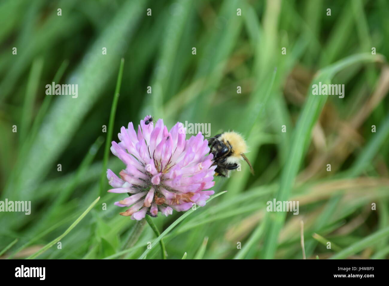 Carder abeille sur clover Banque D'Images