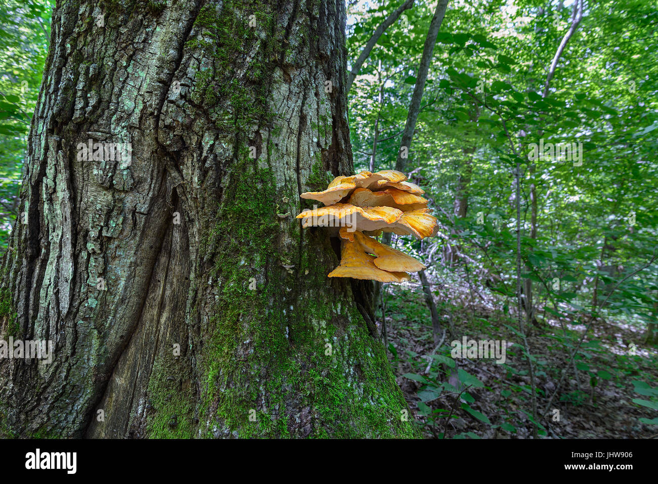 L'amadou jaune champignon sur un tronc d'arbre couvert de mousse Banque D'Images
