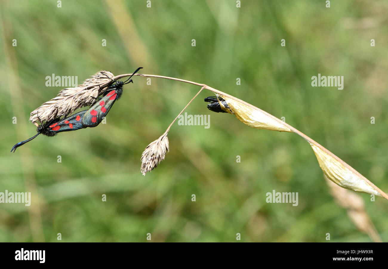 La journée-battant Six-spot burnet moth (Zygaena filipendulae) l'accouplement sur une herbe capitule près de cocons d'où ils ont probablement tout juste de sortir. Banque D'Images