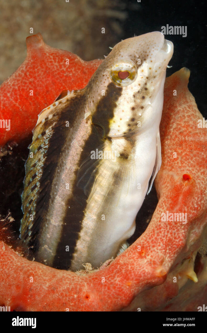 Fangblenny la tête courte, également connu sous le nom de poison à rayures-fang, mimic blennies blennies de mauvaises herbes et Sabretooth tête courte, Petroscirtes blennies breviceps. , Pemuteran Banque D'Images