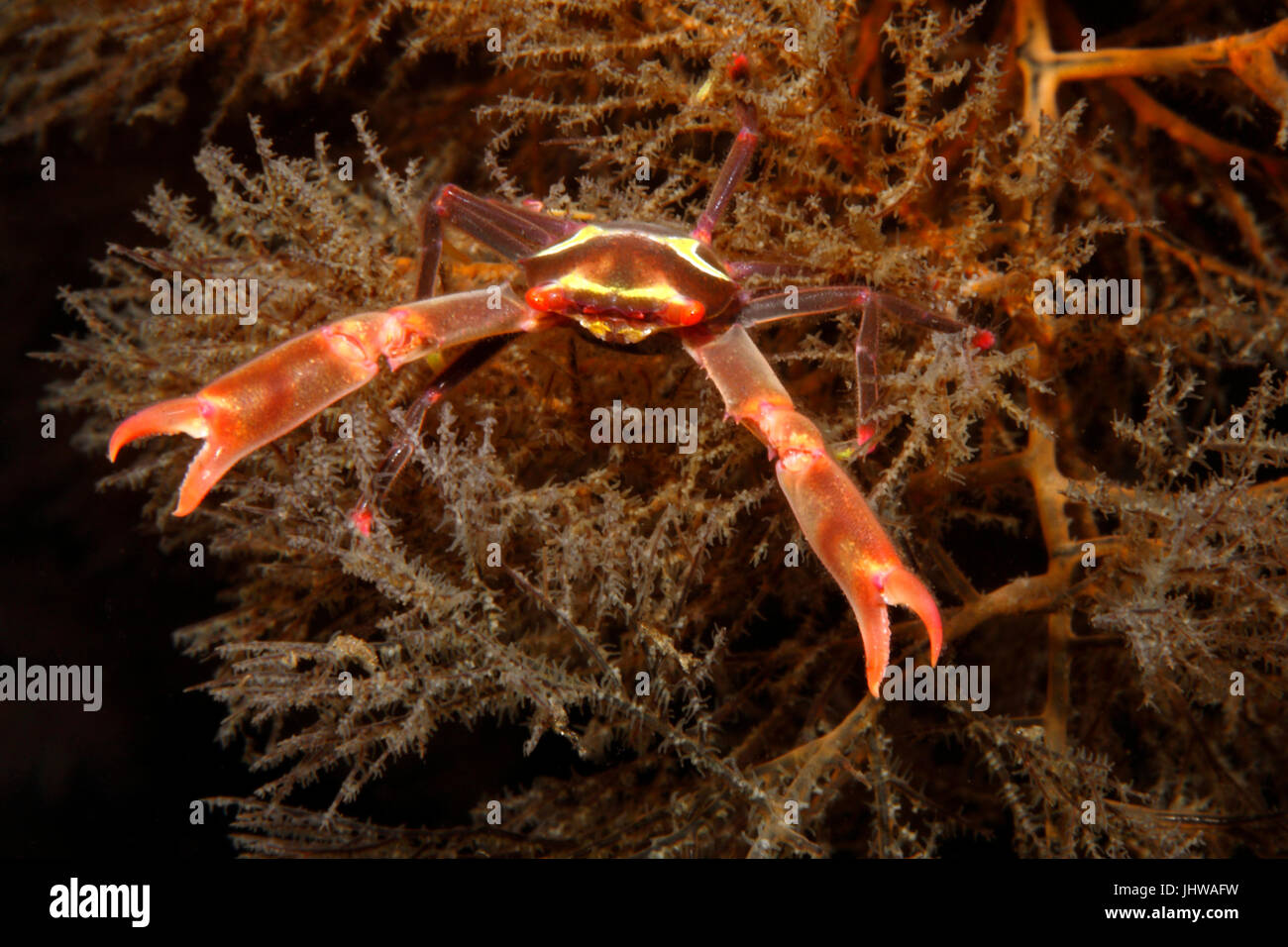 Corail noir, crabe Quadrella maculosa. Tulamben, Bali, Indonésie. La mer de Bali, de l'Océan Indien Banque D'Images