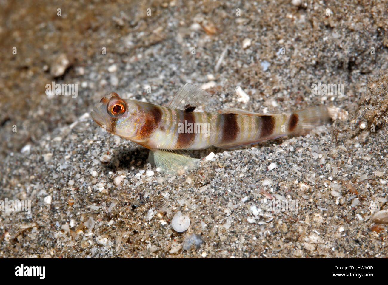 Herse à dents droites à cinq barres, Shrimpgoby Amblyeleotris sp. Il est possible aussi que ce soit un mineur, Shrimpgoby Amblyeleotris fontanesii géant. Pemuteran, Bali, Banque D'Images