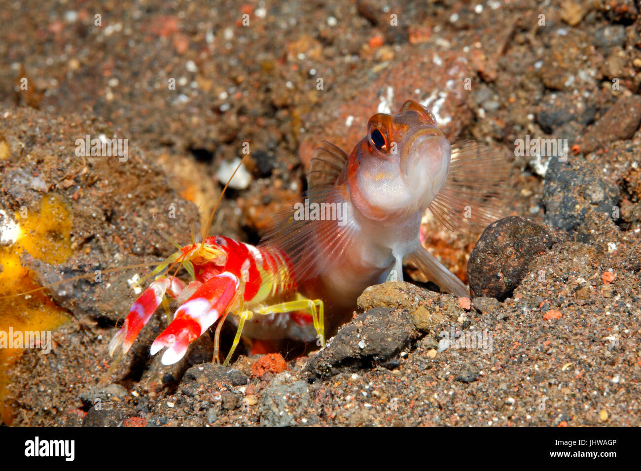 Amblyeleotris yanoi Flagtail Shrimpgoby alpheid, avec crevettes, Alpheus randalli.Tulamben, Bali, Indonésie. La mer de Bali, de l'Océan Indien Banque D'Images