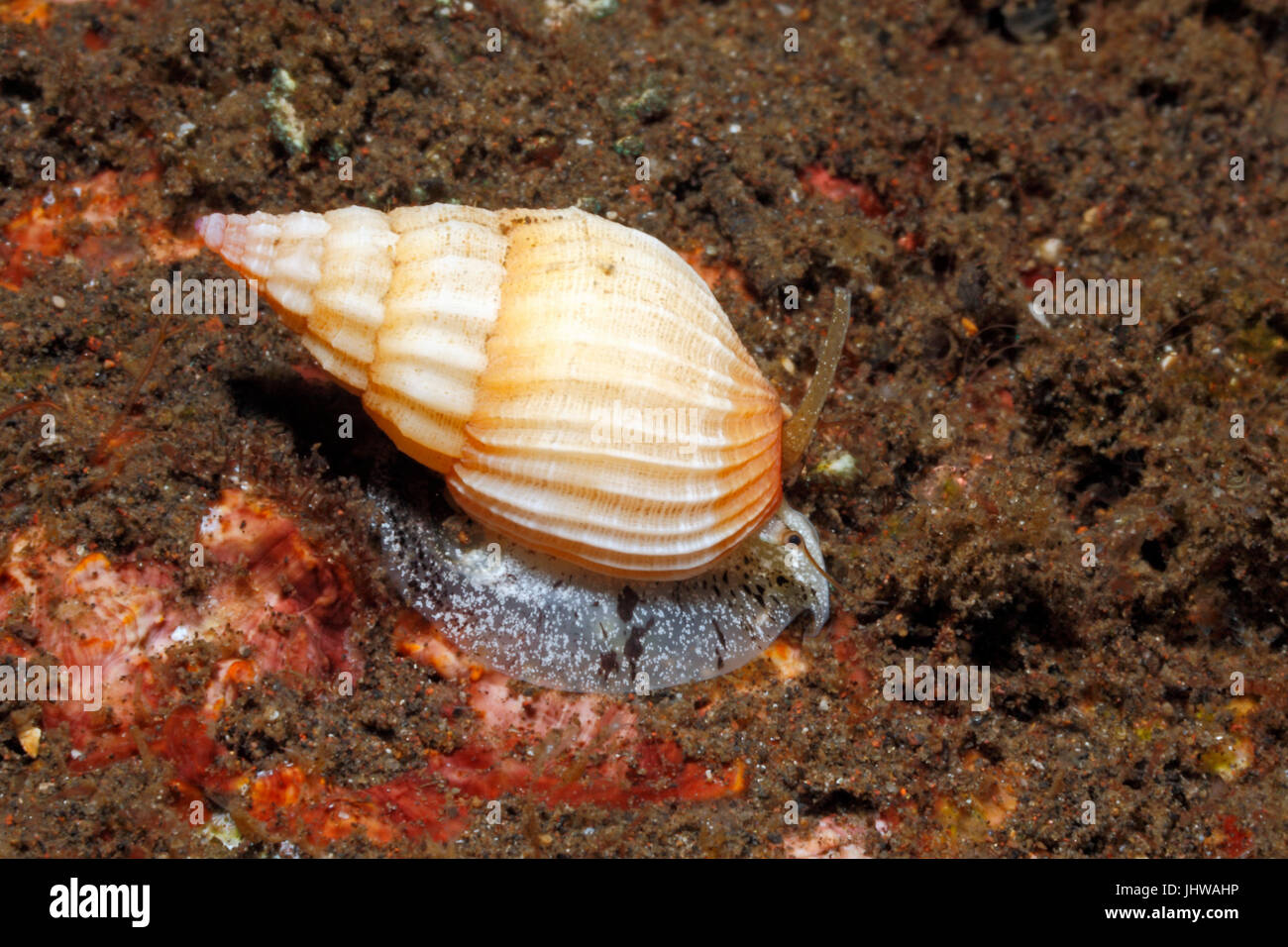 Coquille d'escargot de mer vivantes, Phos textus. Ramper sur le sable sous l'eau, montrant le pied, syphon et oeil, Tulamben, Bali, Indonésie. La mer de Bali, de l'Océan Indien Banque D'Images