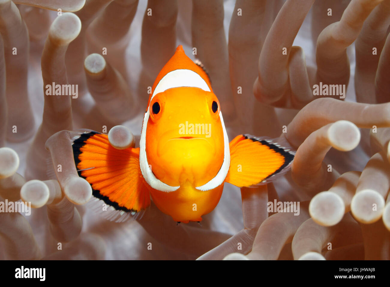 Poisson Clown Amphiprion ocellaris Clown, piscine, entre les tentacules de l'anémone sa maison. Tulamben, Bali, Indonésie Banque D'Images