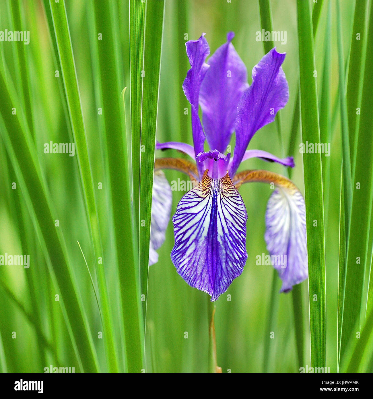 Sword lily de Sibérie orientale Banque D'Images